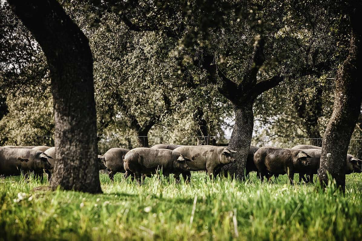 100 Prozent Ibérico Schweine