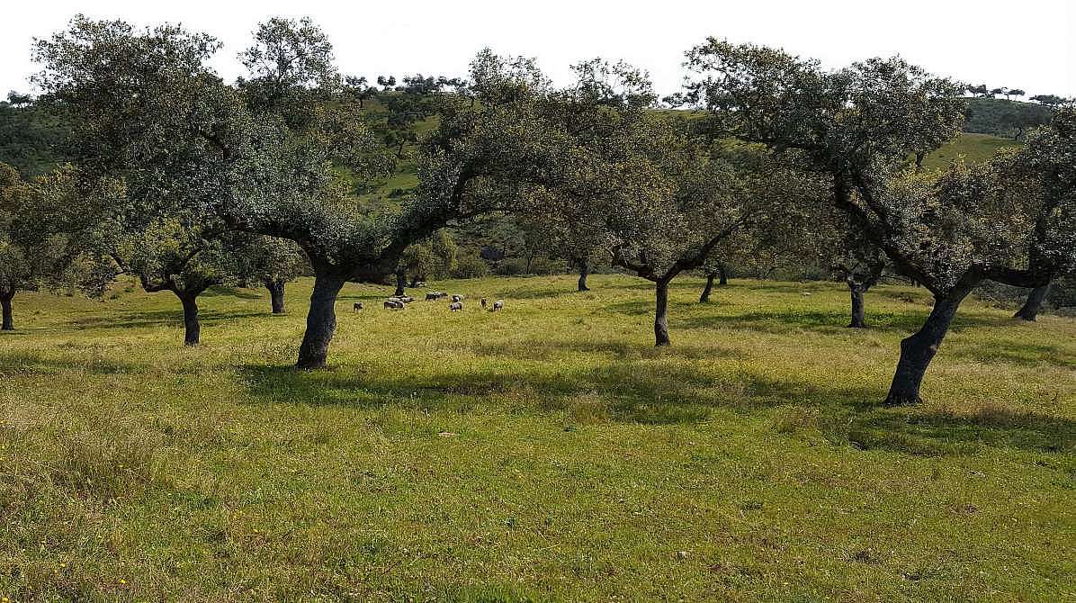 Die spanische Dehesa – Wohlfühllandschaft für das iberische Schwein.